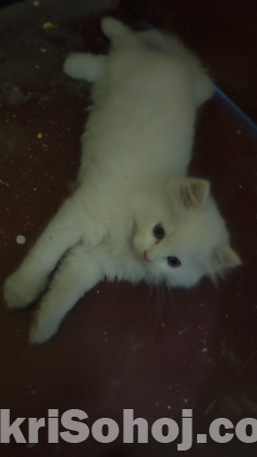 Pure Persian kitten